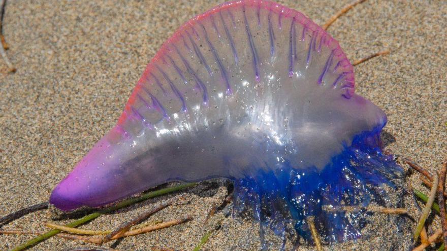 Las medusas más peligrosas del mundo