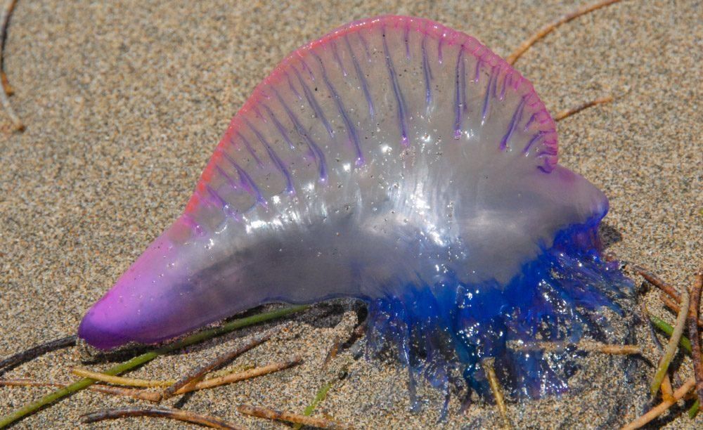 Las medusas más peligrosas: Carabela portuguesa
