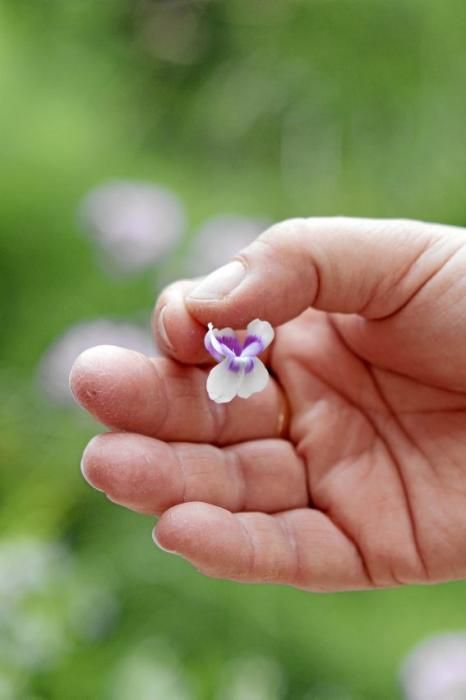 In ihrem Garten bei Sencelles züchtet Heide Göbel wilde Kräuter, Gemüse sowie Zierpflanzen mit Blüten, die nicht nur essbar sind, sondern richtig gut schmecken.