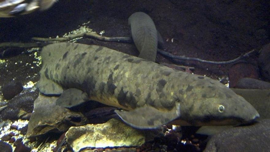 El acuario de Chicago despide al pez más anciano en cautividad