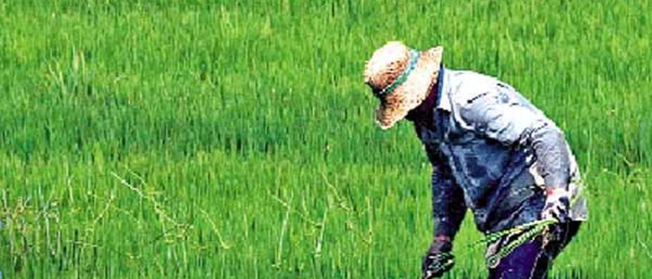 Un mar de arroz por recolectar