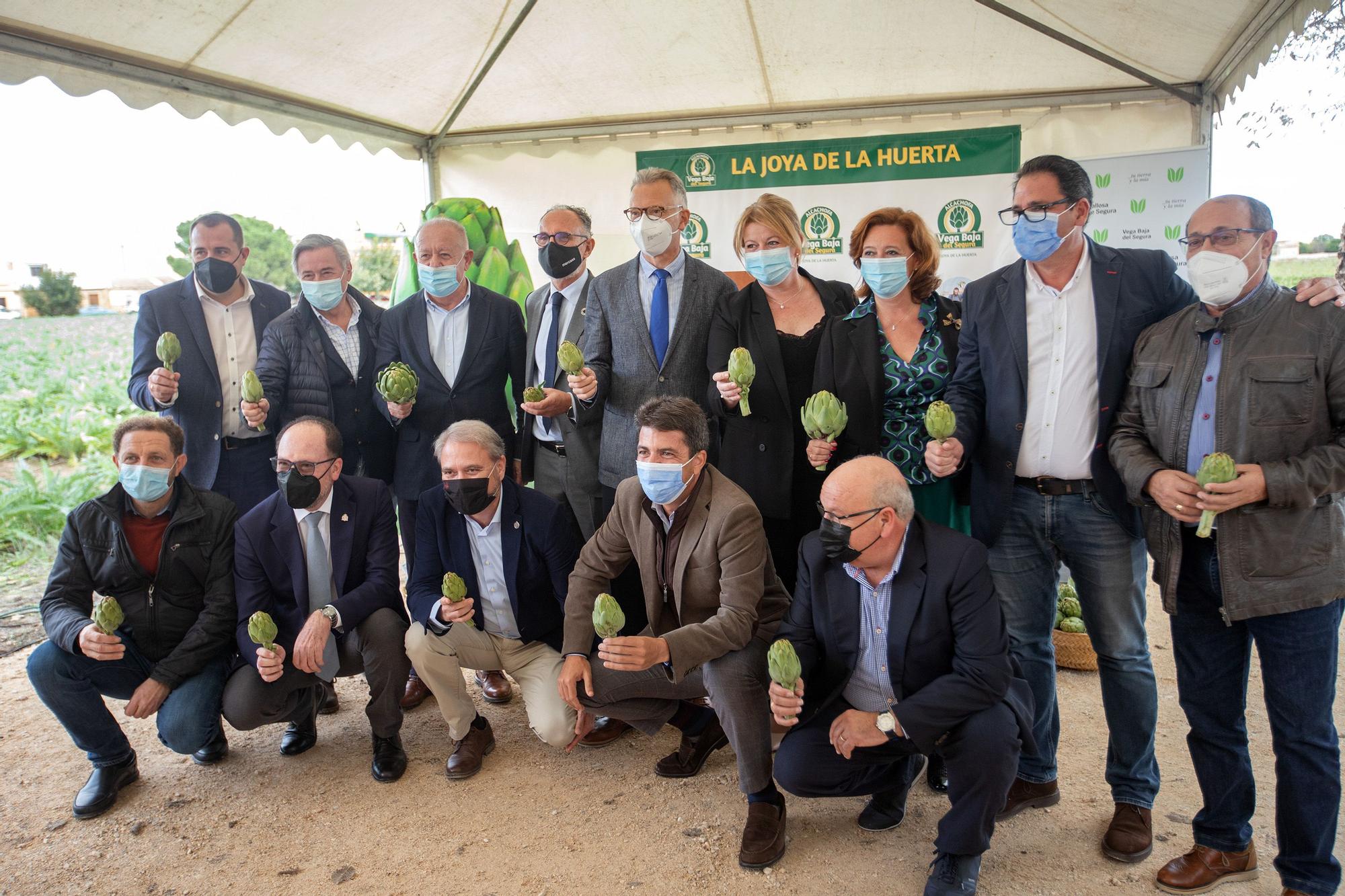 Primer corte simbólico de alcachofa en Callosa de Segura