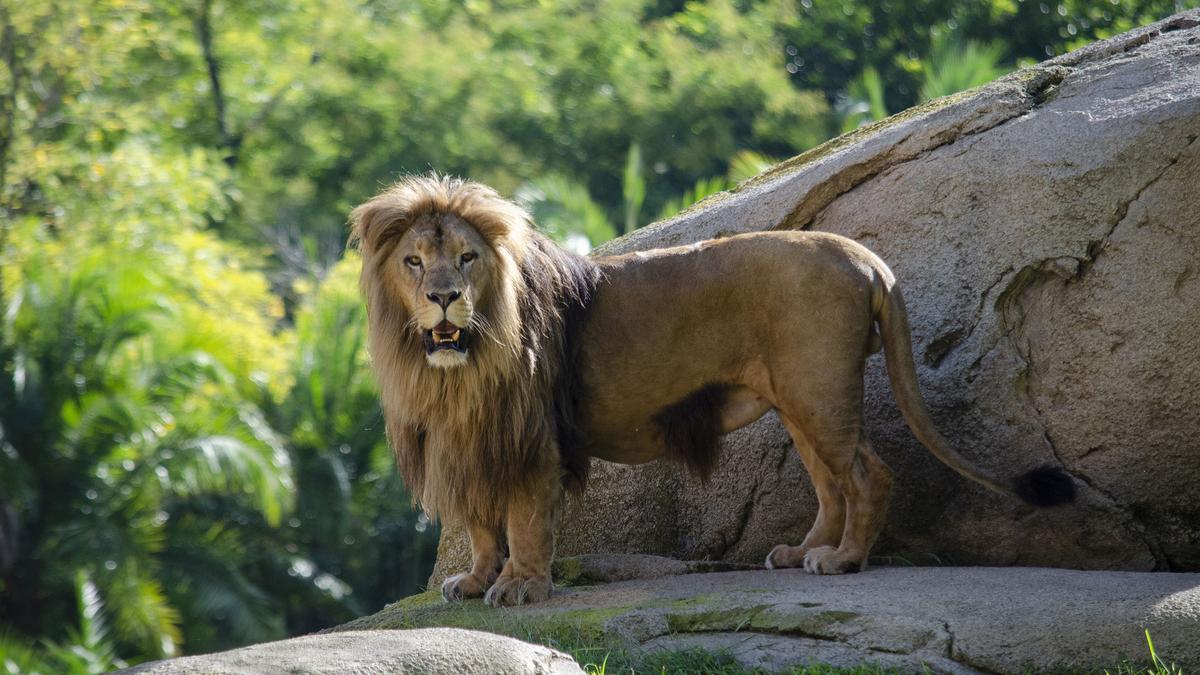 Bioparc ha implementado y reforzado todas las medidas para disfrutar de una visita “segura y alegre” a pesar del coronavirus.