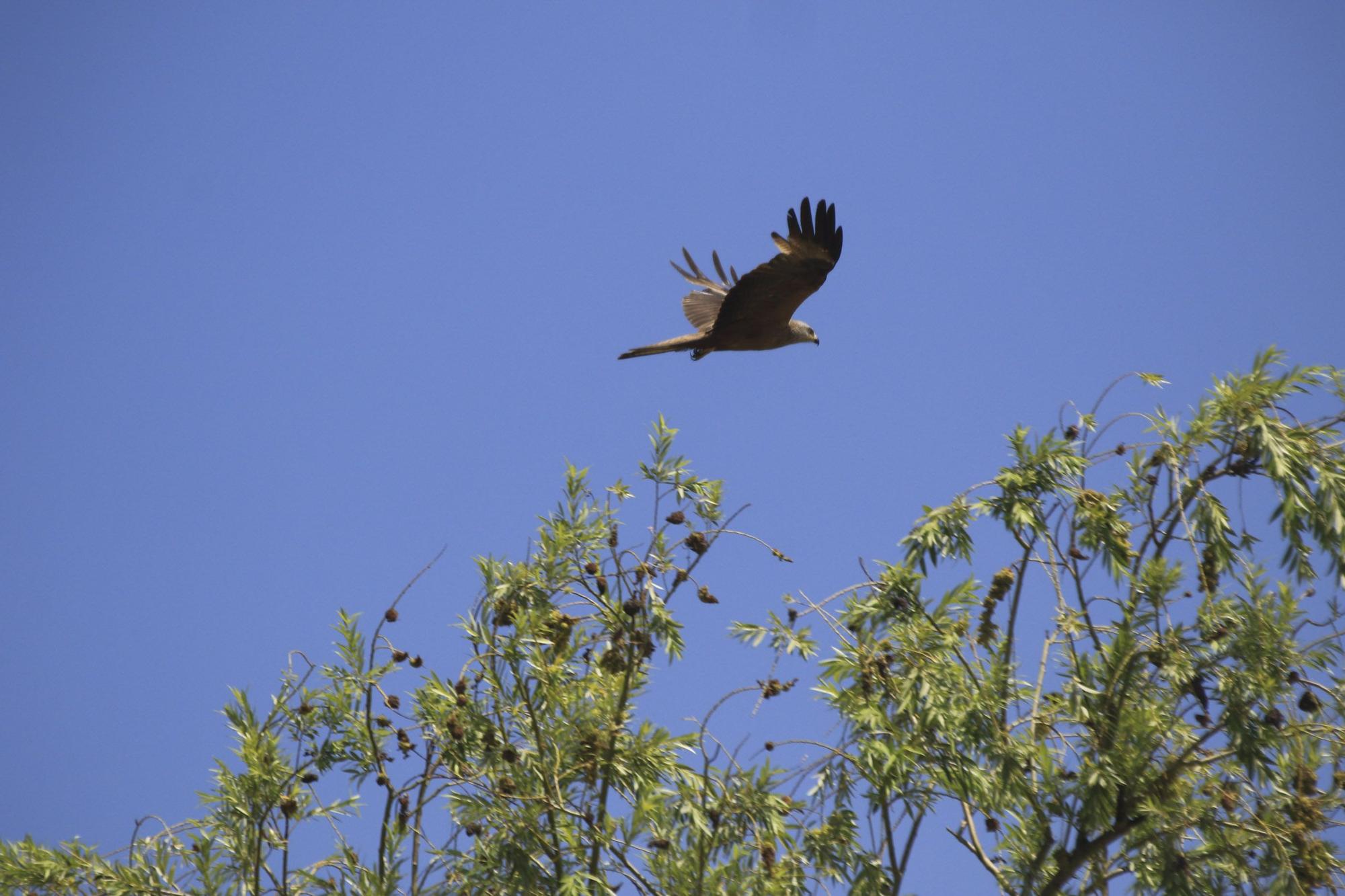 Zamora | Las aves del Duero, en peligro