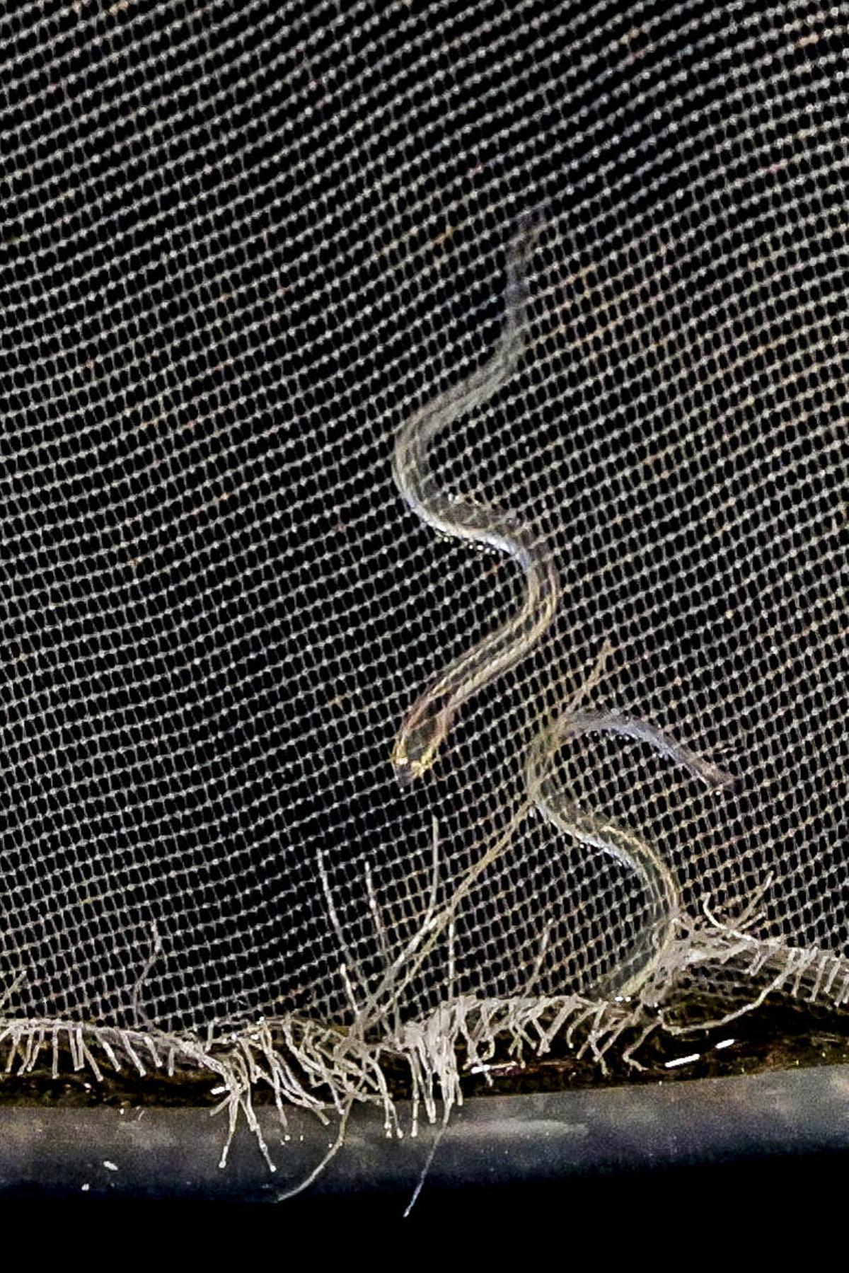 Las solitarias y duras noches de los anguleros de Asturias