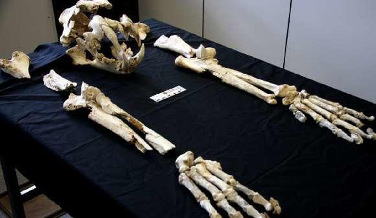 El león de las cavernas localizado en una sima de Porrúa vivió hace 43.000 años