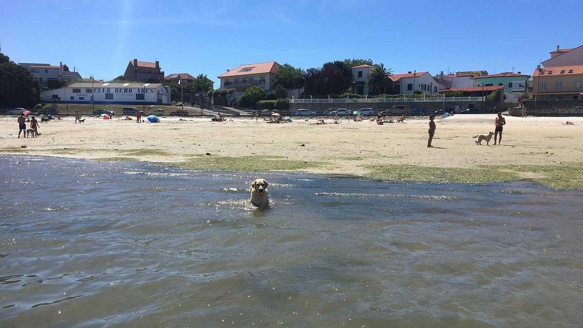 Playa canina de Ares