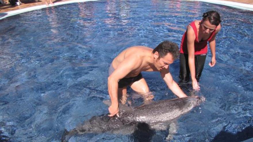 Vidal Martín, ayer, intentando salvar el delfín en el hotel San Antonio. | sociedad para el estudio de los cetáceos en el archipiélago canario