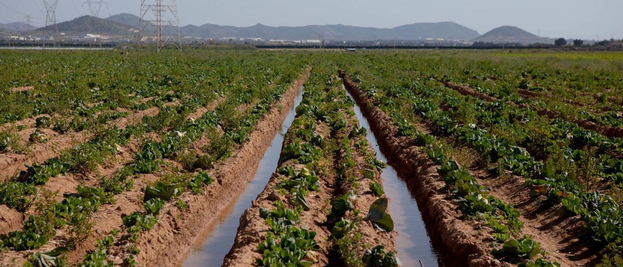 Cultivos saturados de agua del
freático en La Puebla, en Cartagena,
esta semana.  loyola pérez de villegas