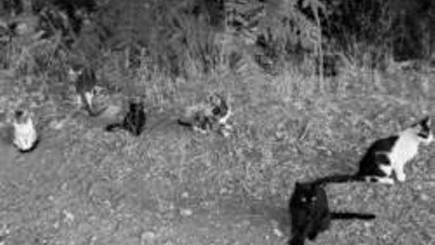 La esterilización pondrá coto a los gatos callejeros