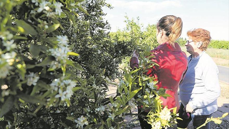 La impresionante floración puede acarrear un «cosechón» de naranja