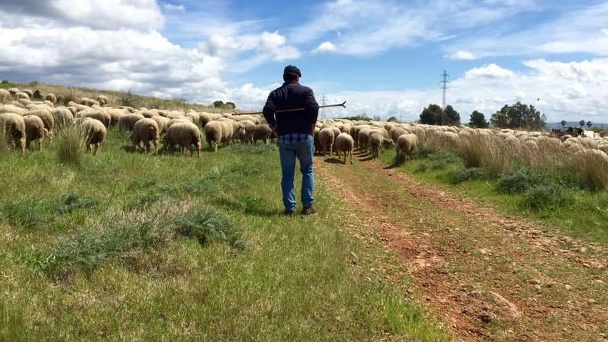 El Ministerio ofrece ayudas directas para los ganaderos de ovino y caprino