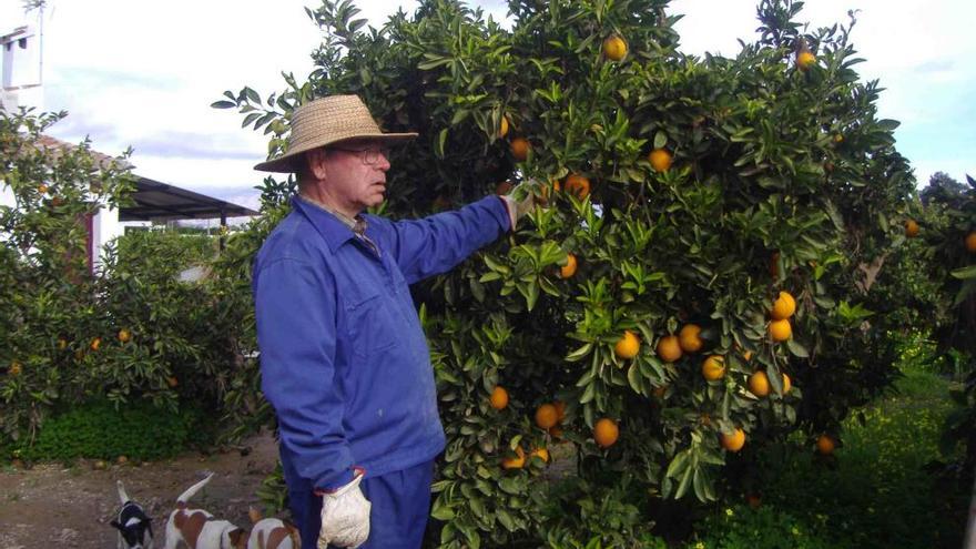 Un agricultor recoge cítricos en el Guadalhorce.