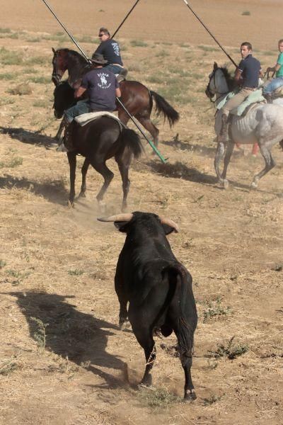 Fiestas en Zamora: Encierro en El Pego