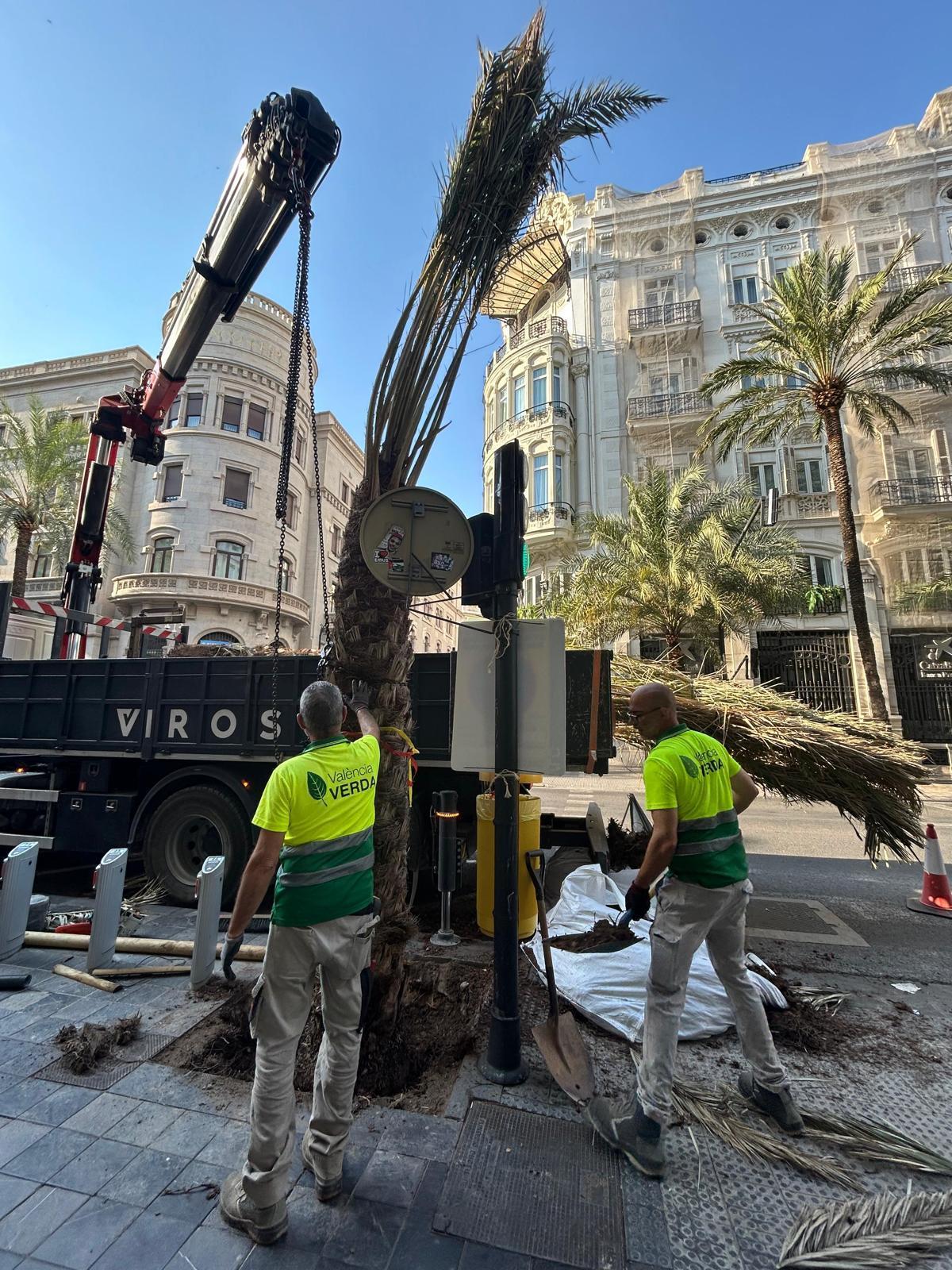La calle de les Barques vuelve a tener palmeras