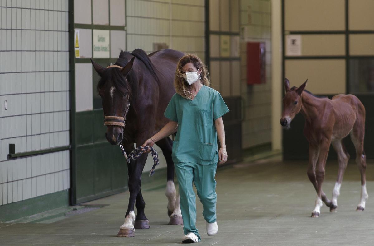 Archivo - Una veterinaria pasea a dos caballos durante la visita de la presidenta de la Comunidad, Isabel Díaz Ayuso, al Hospital Clínico Veterinario de la Universidad Complutense de Madrid (UCM) y la sede de Vigilancia Sanitaria Veterinaria (VISAVET).
