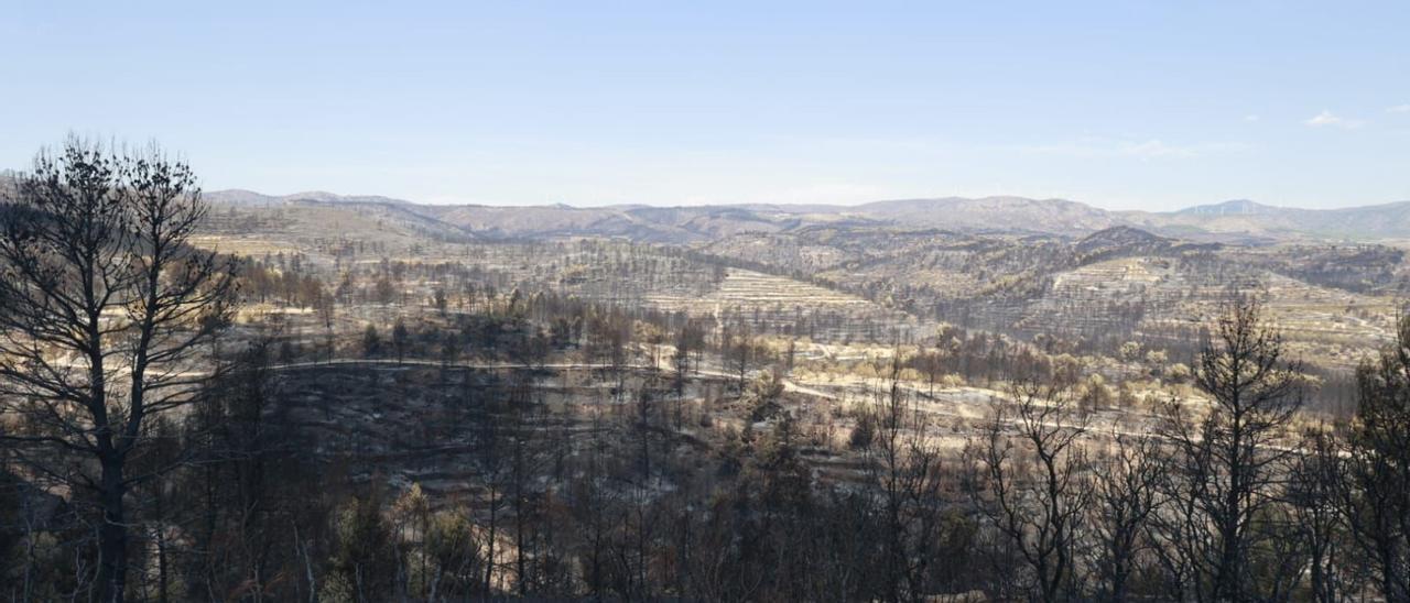 Paisaje de Teresa, después de quedar afectado por el incendio.