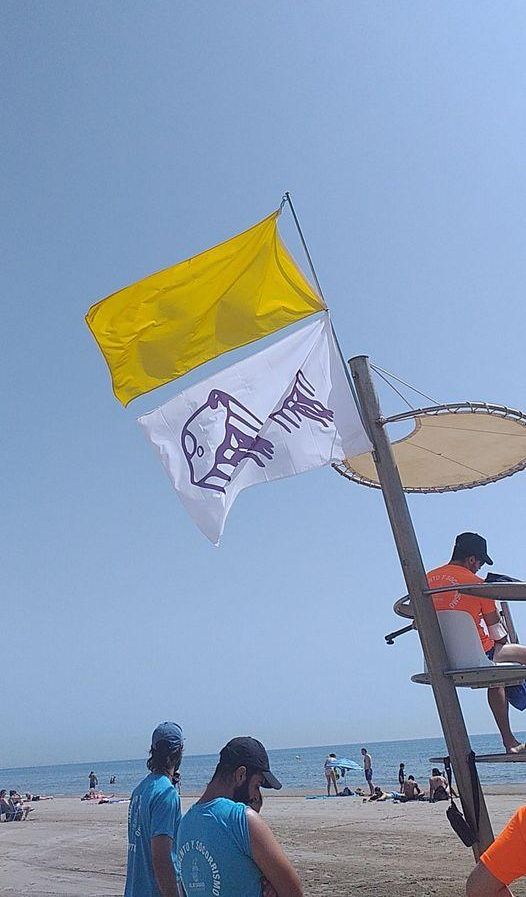 Bandera amarilla por medusas en Alboraia