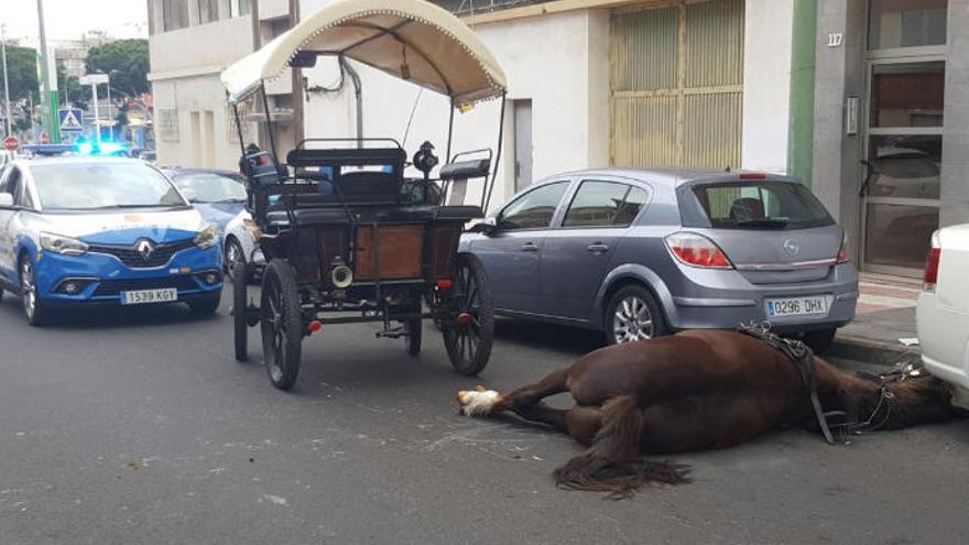 Muere un caballo en La Isleta