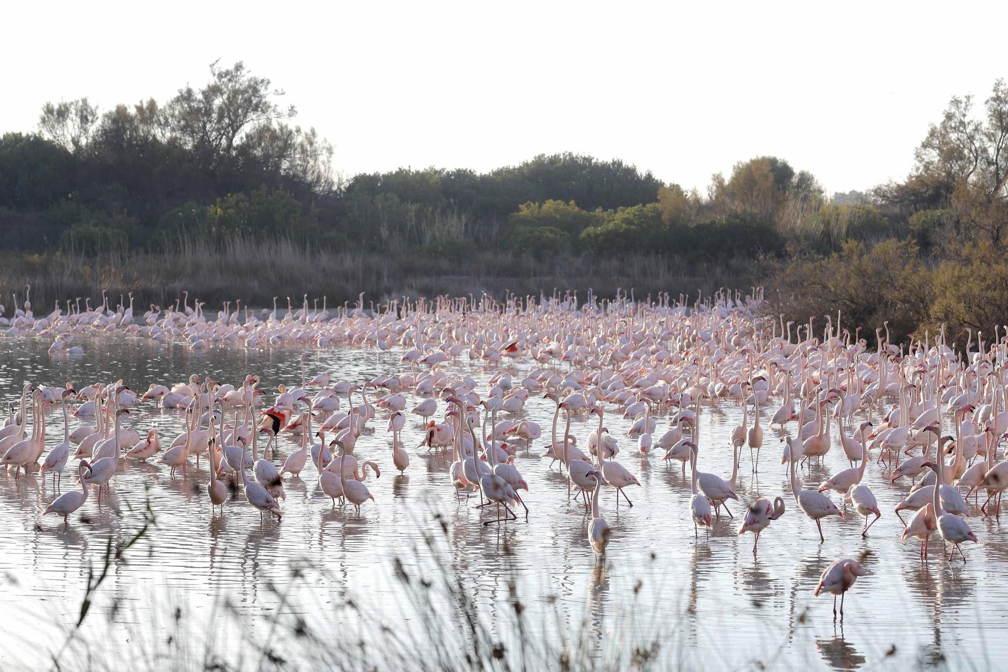 Los flamencos vuelven a L´Albufera para criar