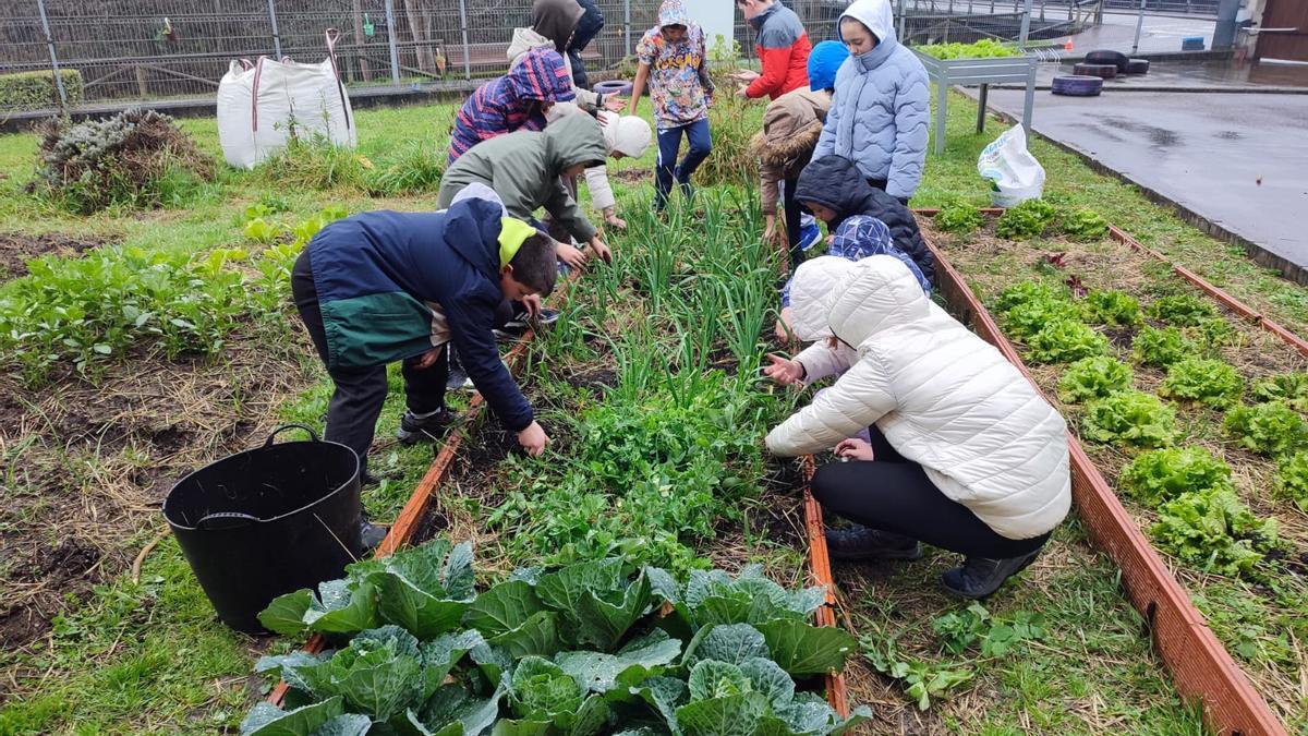 Alumnos del C.P. L'Ablanu de Infiesto trabajan en el huerto escolar
