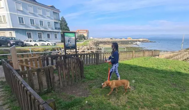 Los perros también quieren divertirse