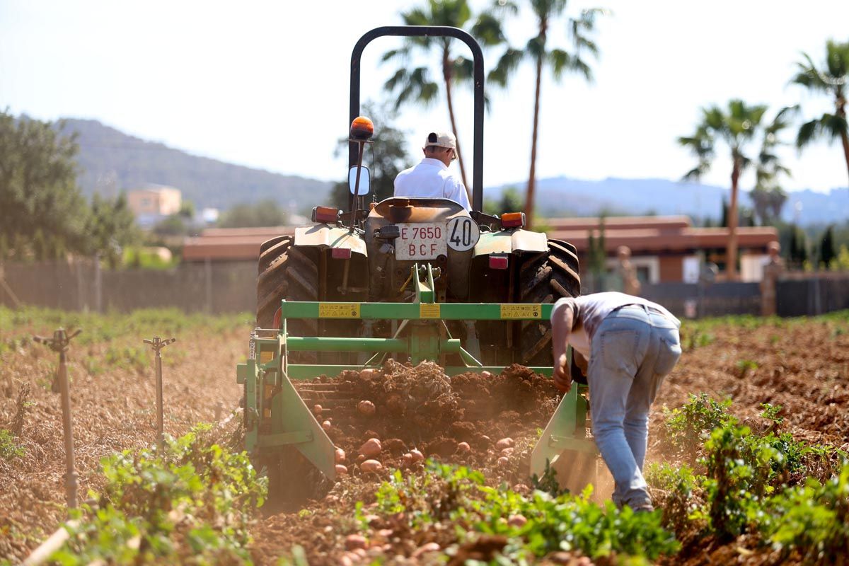 Galería: Los productores de Ibiza recogerán 2,7 millones de kilos de patata en 2025