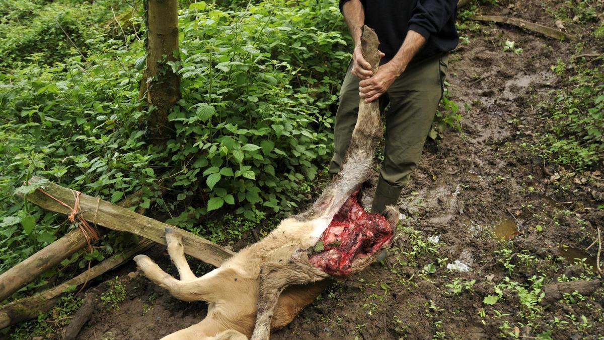 Una res atacada por un lobo en Asturias