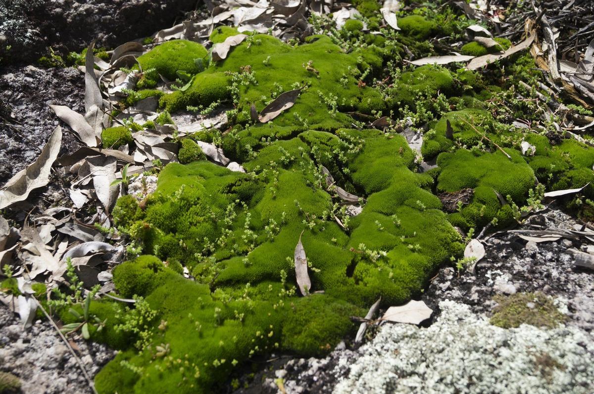 Las algas también se asocian a otros organismos