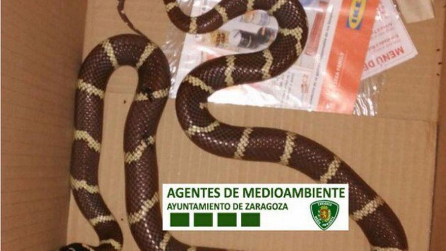 Se busca dueño de serpiente en Zaragoza