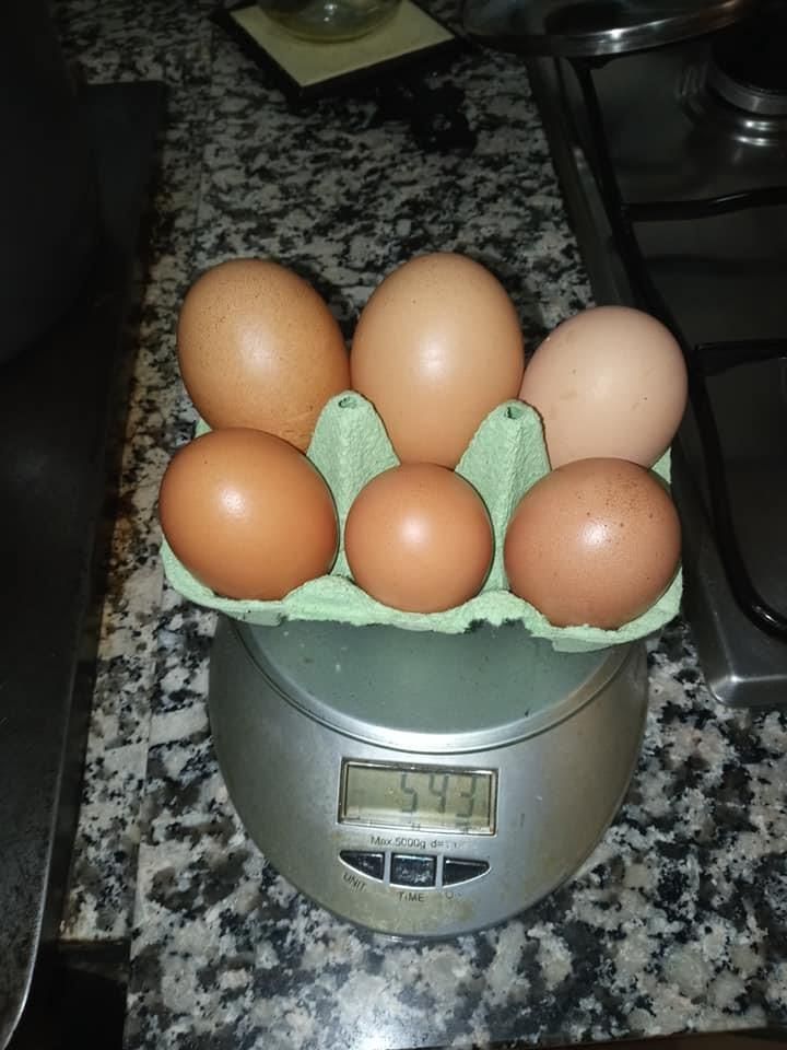 Los huevos de Corao, pesados.