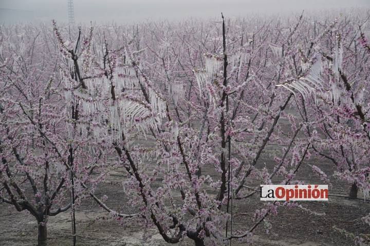 Helada del 17 de febrero de 2016 en Cieza