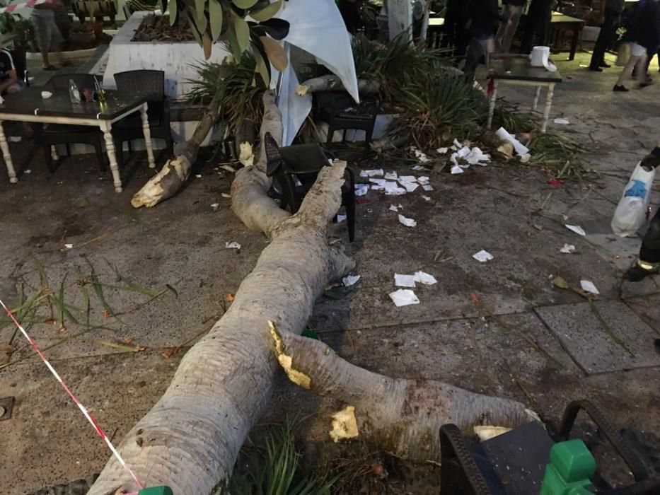 Caída de un árbol en Costa Teguise