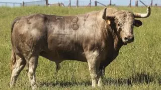 La prestigiosa ganadería Núñez del Cuvillo protagonizará el ‘bou del poble’ de las fiestas de Santa Quitèria de Almassora