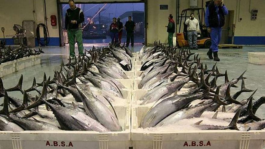 Bonito del norte preparado para su subasta en la lonja de Burela. / efe