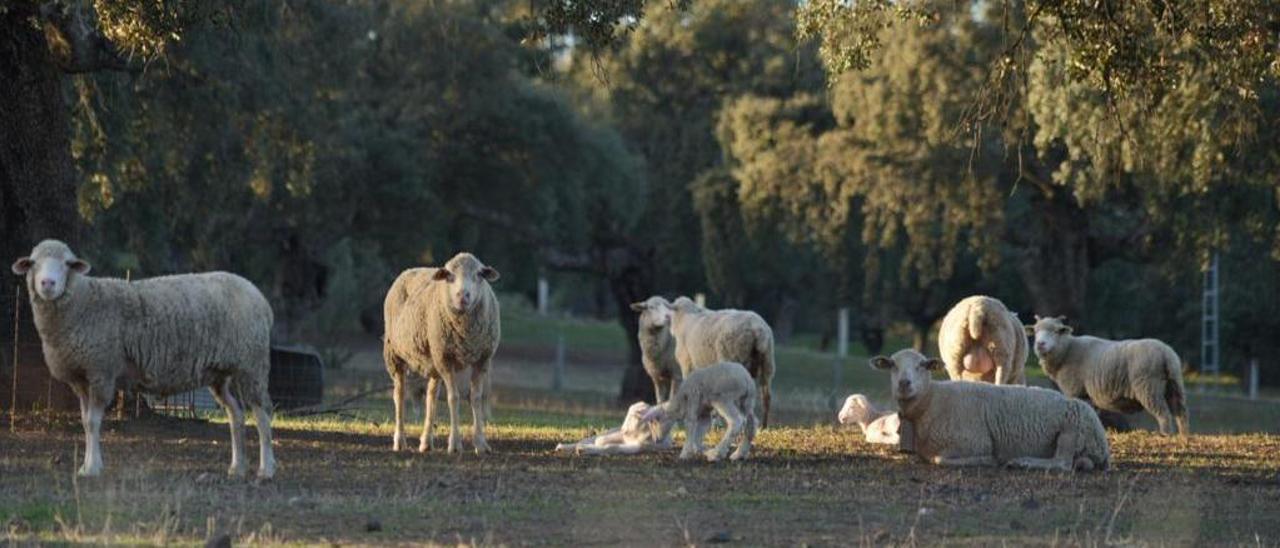 Rebaño de ovejas en una explotación de ovino en la comarca de Los Pedroches.