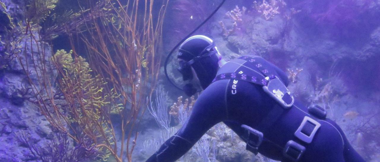 El curs està enfocat al maneig  i manteniment de peixos i corals tropicals i mediterranis, i impartit per professionals