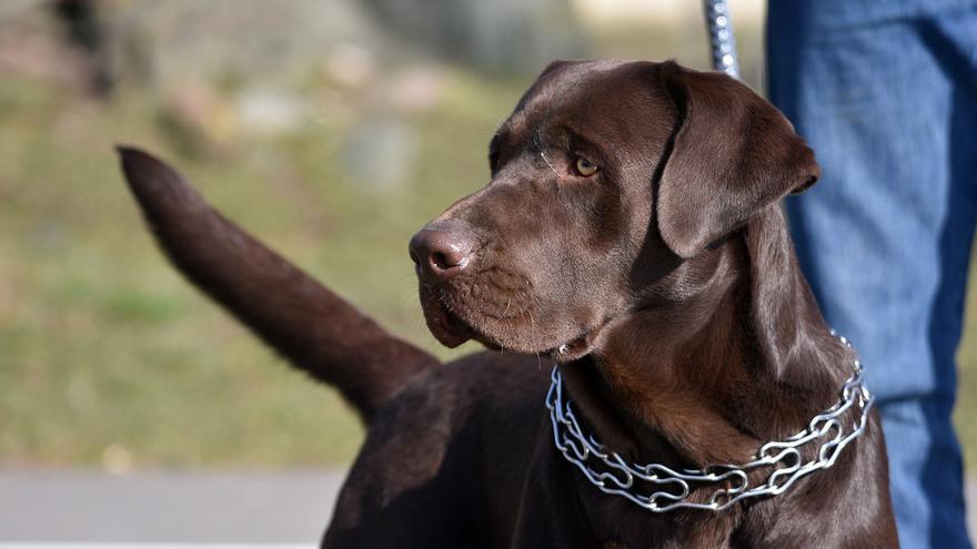 COLLAR ADIESTRAMIENTO PERROS | ¿Son seguros los collares de los perros?
