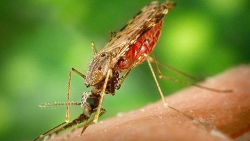 Consiguen detener el crecimiento del parásito de la malaria