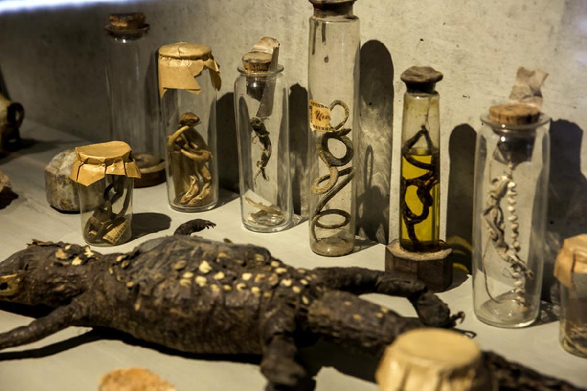 Imatge de ’Salvadoriana, el gabinet de curiositats de Barcelona’, una exposició que pretén difondre la cultura científica de la ciutat.