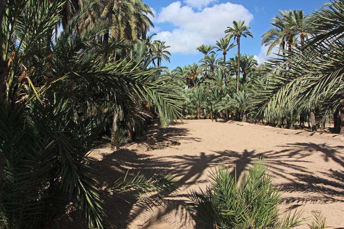 Hort de les Portes Encarnades. Palmeral d'Elx.