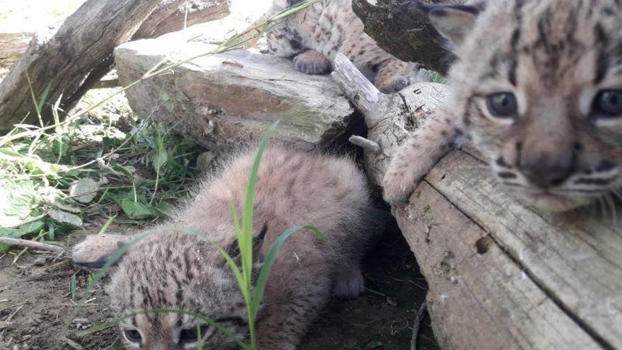 Rally, Risco y René, tres cachorros de lince ibérico nacidos en Zarza de Granadilla