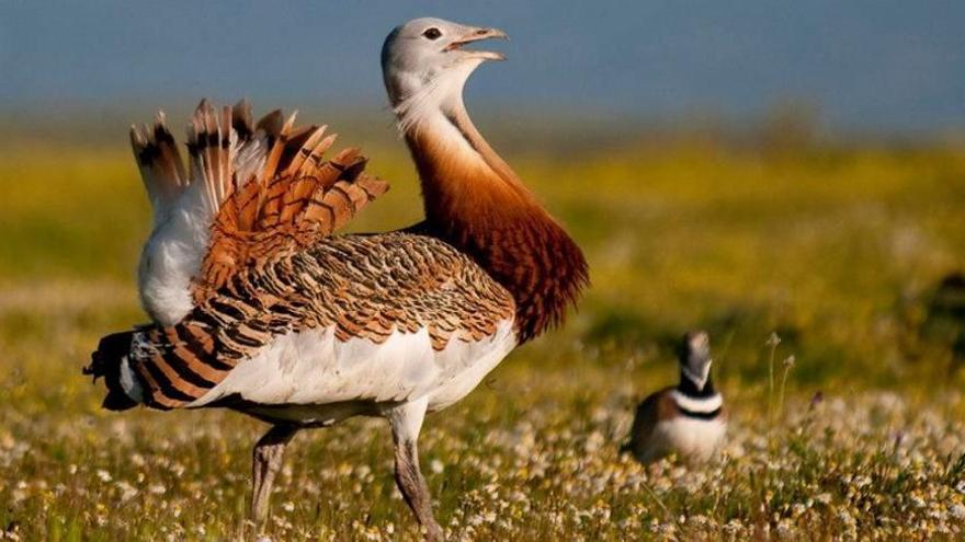 La avutarda y el sisón común, dos de las aves afectadas.