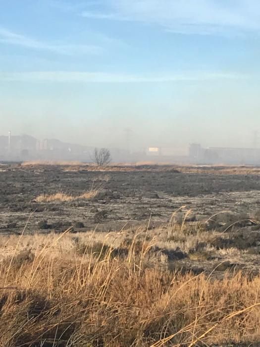 Incendio forestal en el Marjal dels Moros en Sagunt