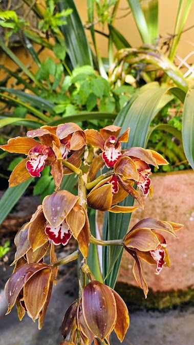 De paseo por el vergel de San Justo, en Villaviciosa