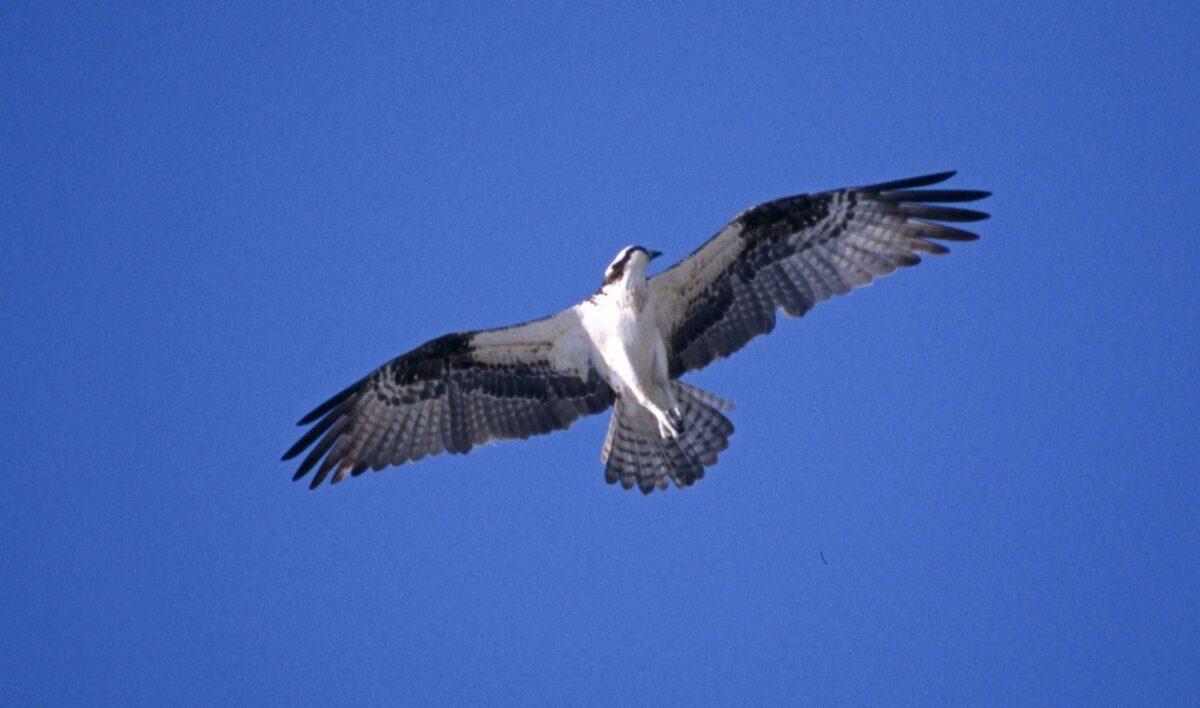 La Comunitat Valenciana recupera el águila pescadora, casi desaparecida de España