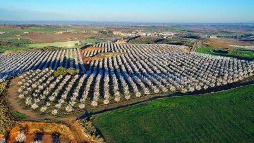 Vista aérea de parte de la producción de almendras del grupo empresarial ibicenco.