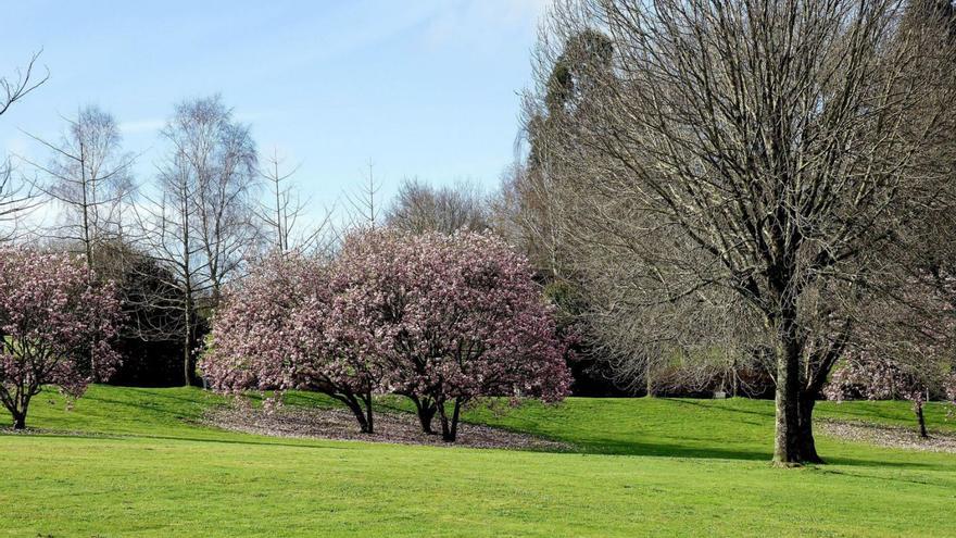 Magnolios en flor en febrero en el parque de Eugenio Granell, en Santiago / antonio hernández