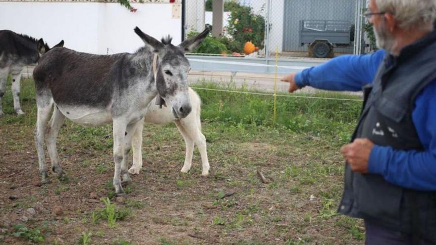 Mollà admite falta de tutela con las diez burras muertas  pero cuestiona al ganadero