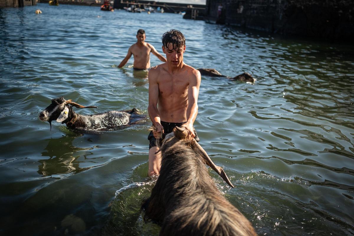 Así se vivió el tradicional baño de cabras en el muelle de Puerto de la Cruz